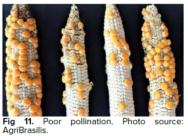 Fig 11. Corn ears with scattered kernels and many gaps along the cob.